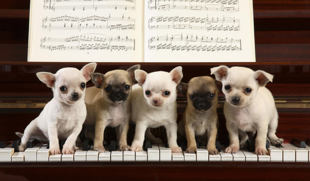 Musicians dogs