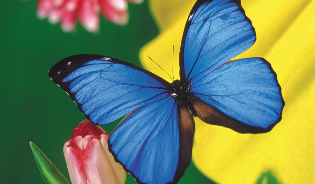 Красивая голубая бабочка