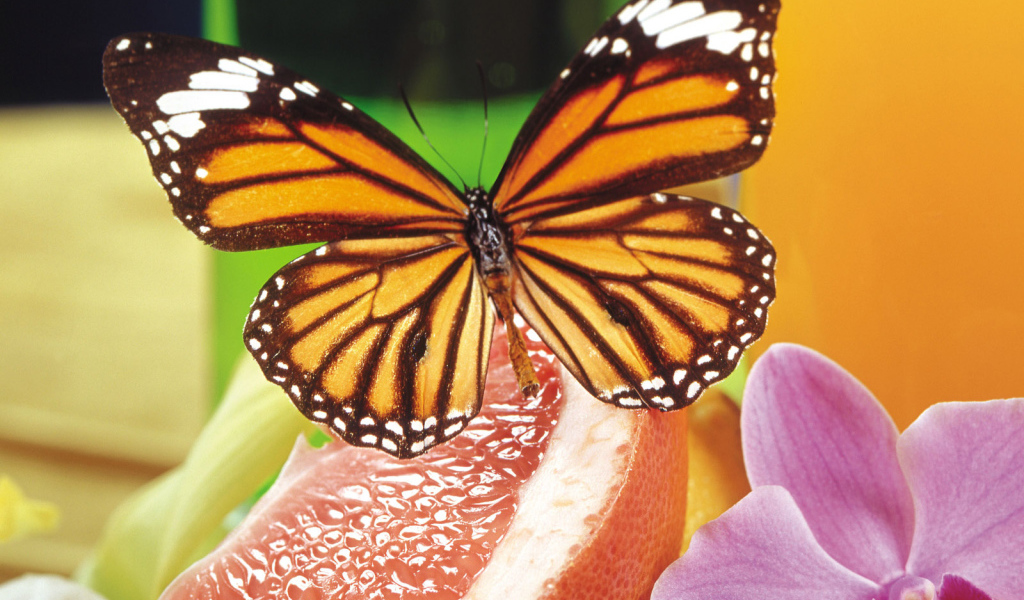 Маленькая бабочка на сладком фрукте