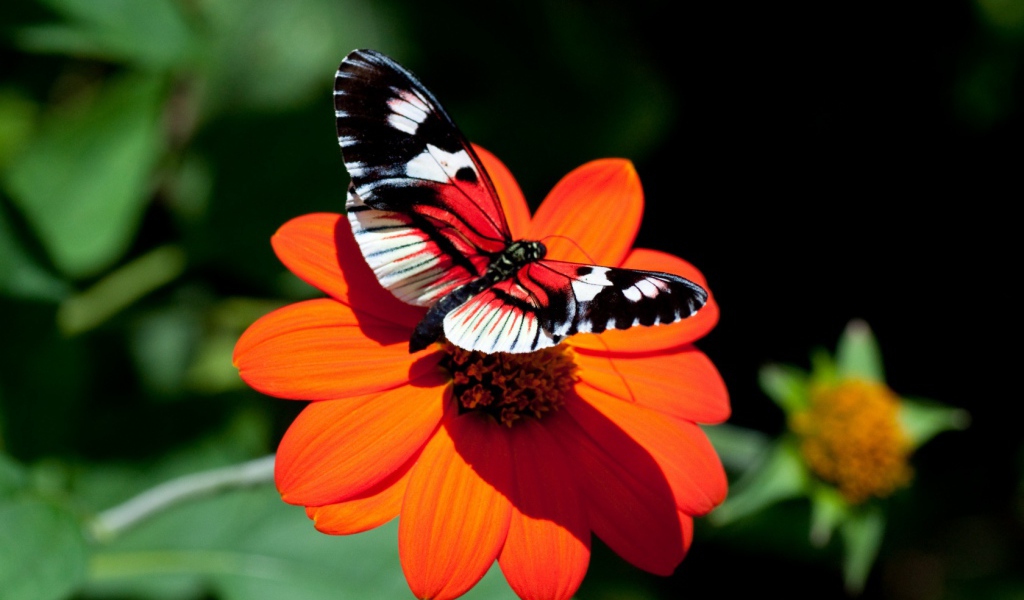 Красивая яркая бабочка