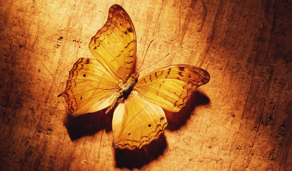 Великолепная бабочка