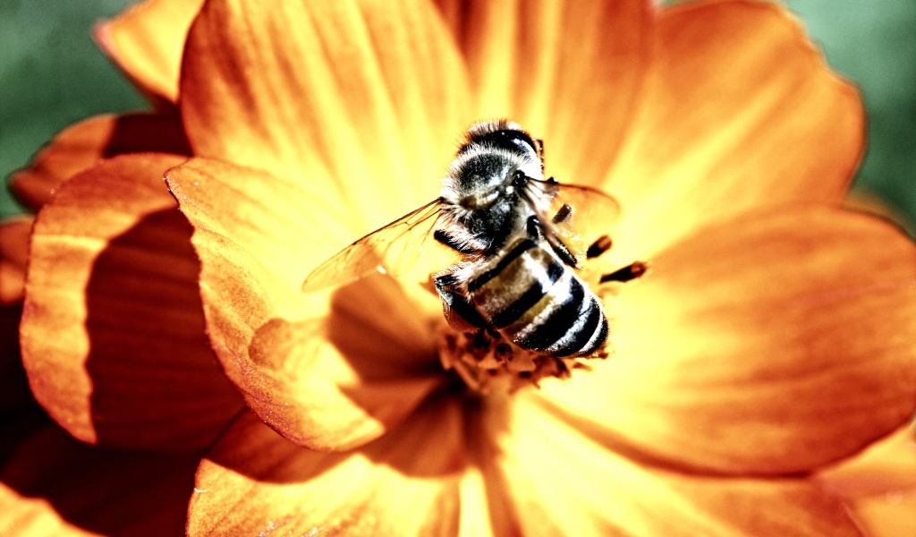 Пчела и цветок