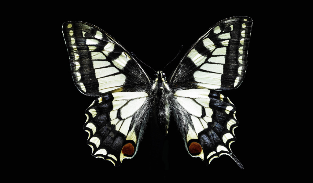 Черно-белая бабочка