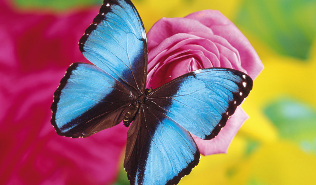 Синяя бабочка