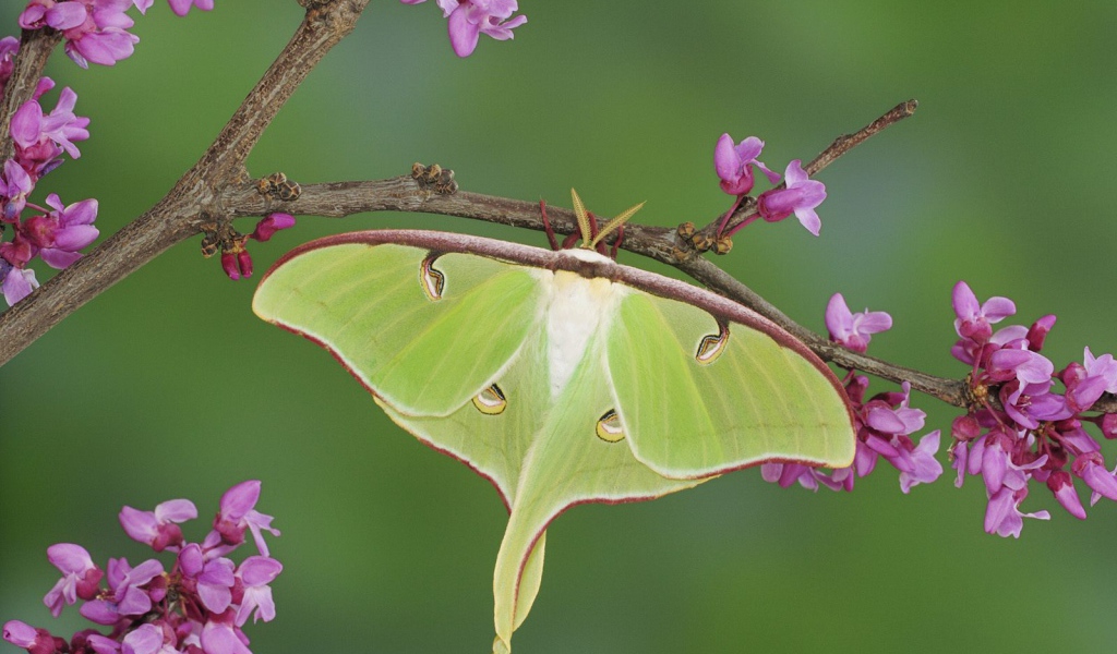Бабочка хамелеон