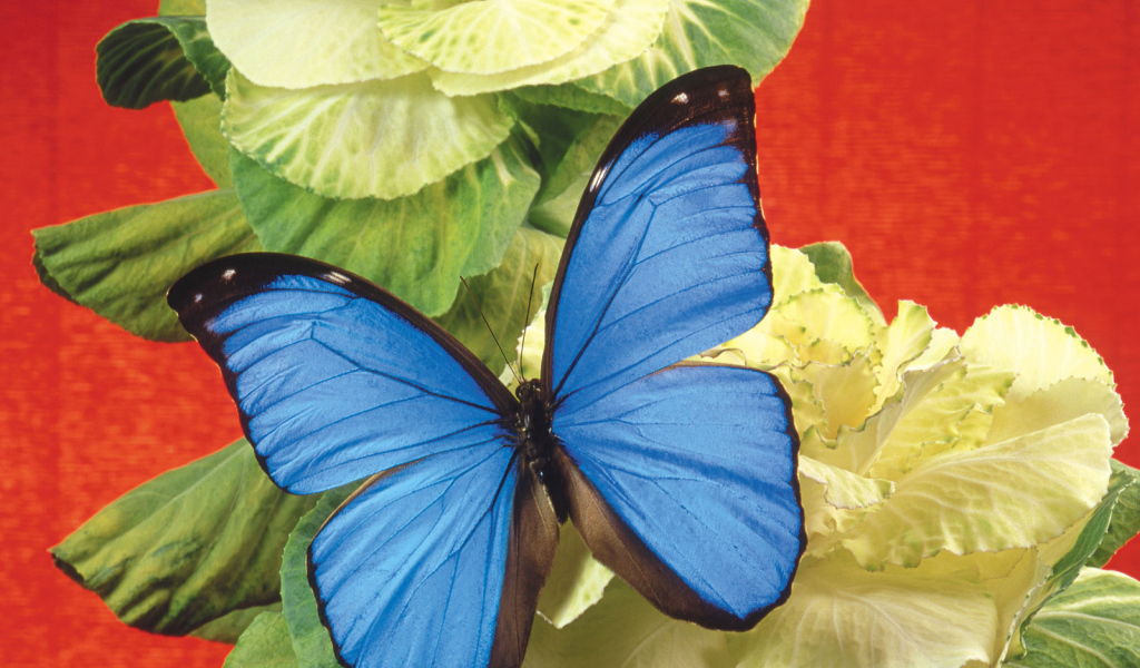 Бабочка на капусте