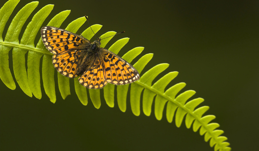 Бабочка на листке