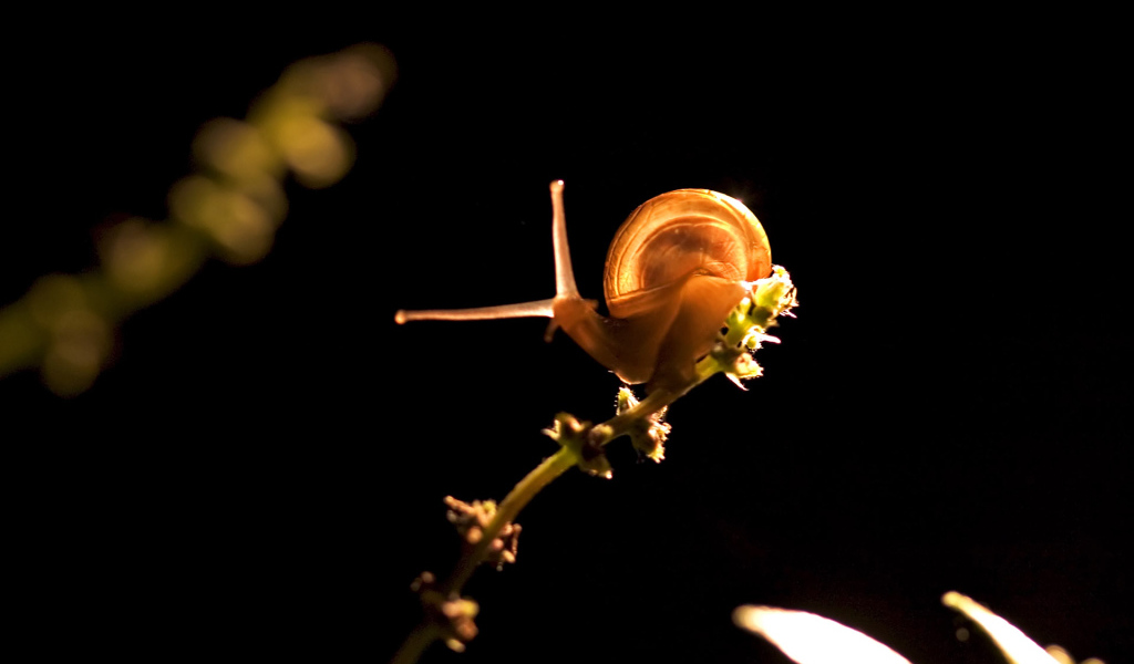 Прикольная улитка