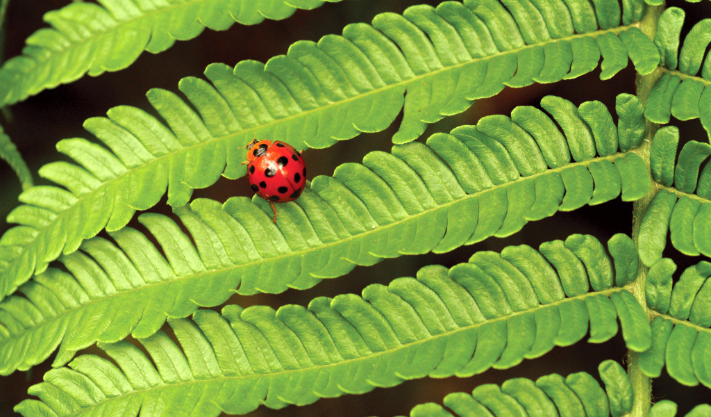 Божья коровка