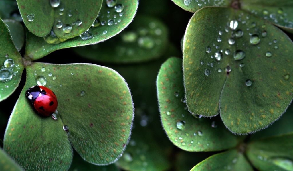 Божья коровка