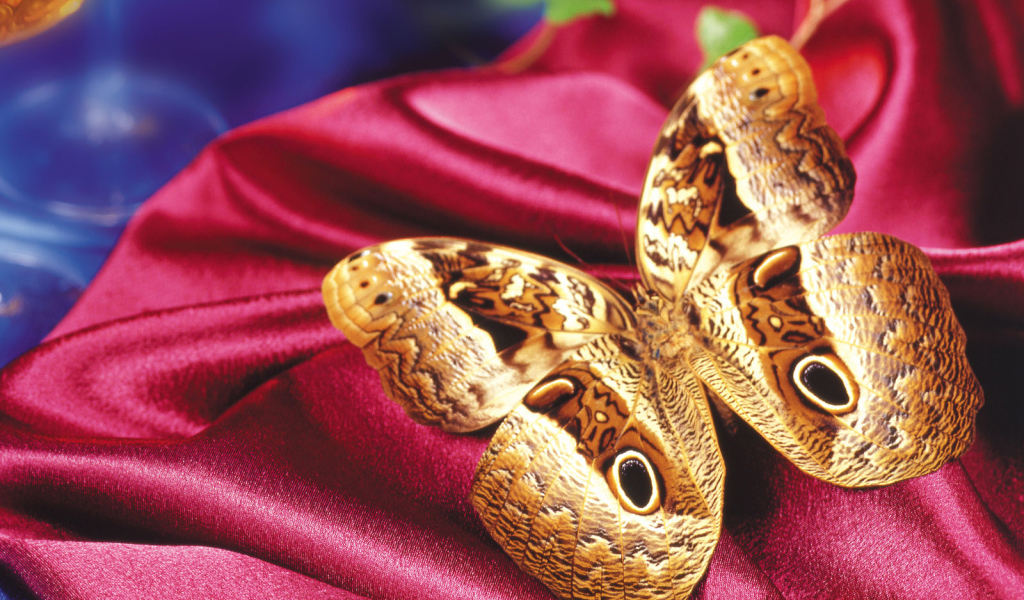 Леопардовая бабочка