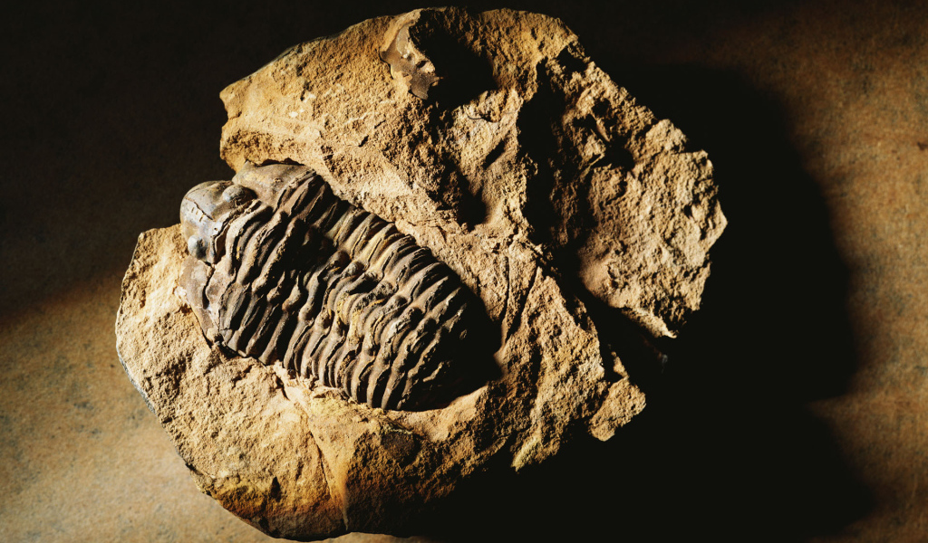 Окаменелость