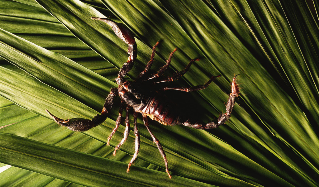 Скорпион в траве