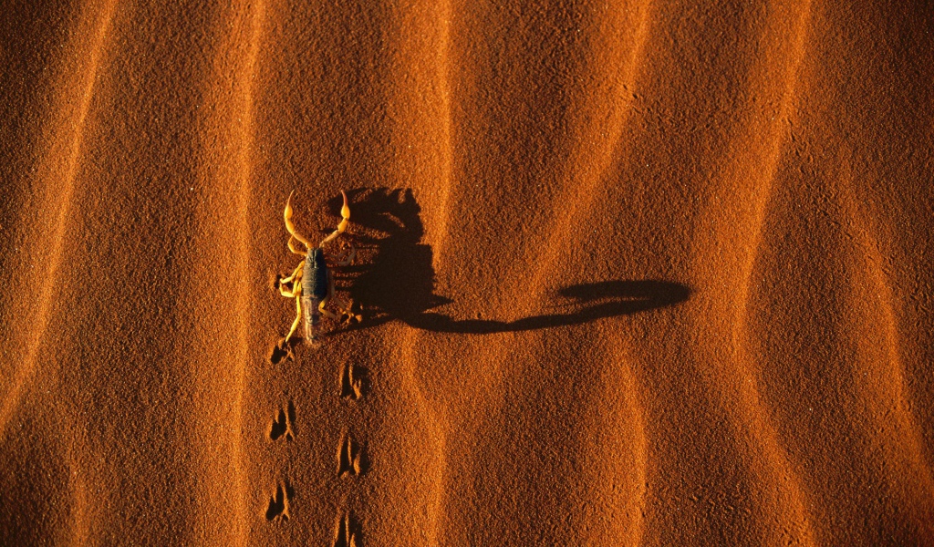 Скорпион на песке