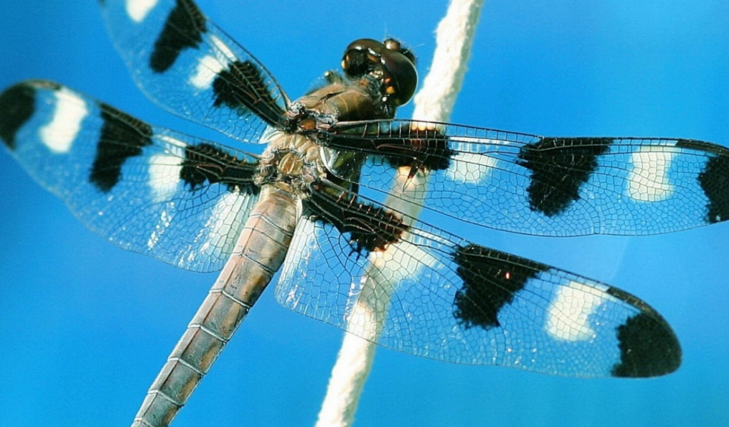 Пятнистая стрекоза