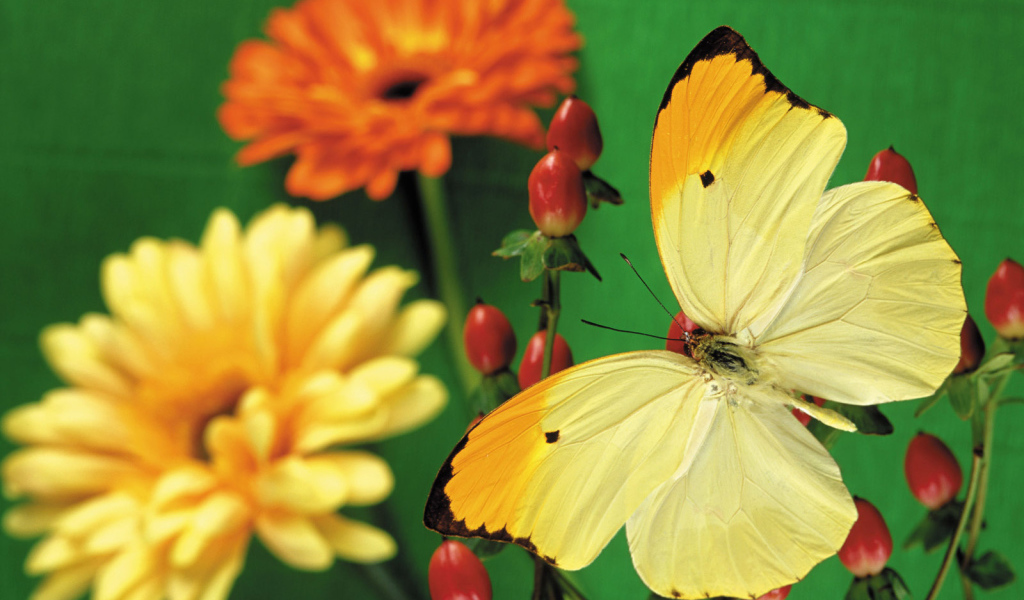 Красивая желтая бабочка