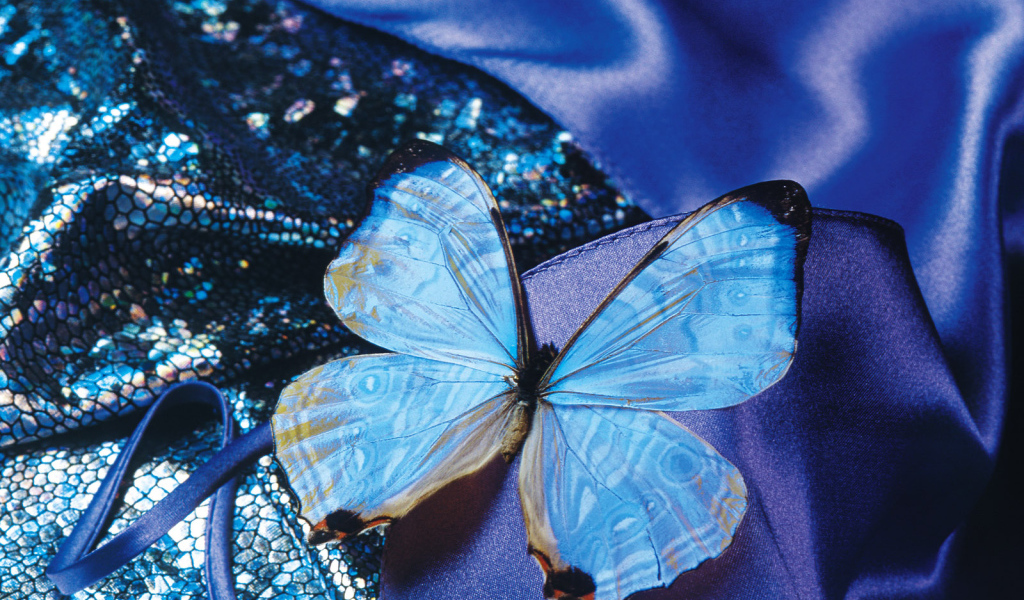 Бархатная бабочка