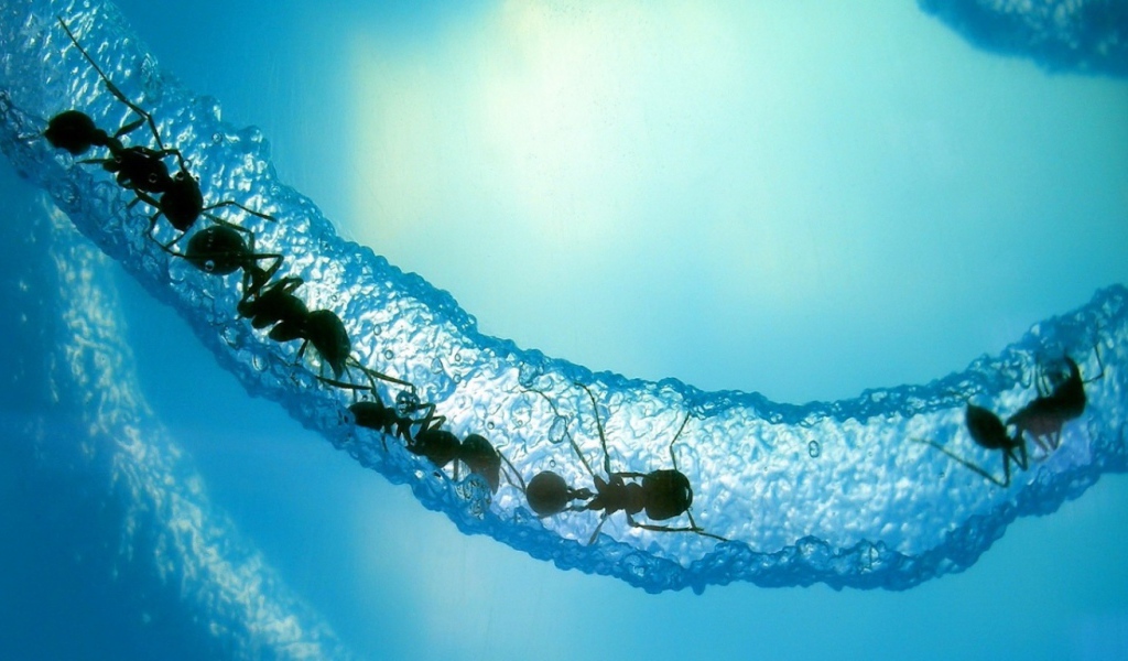 Ледяной муравейник