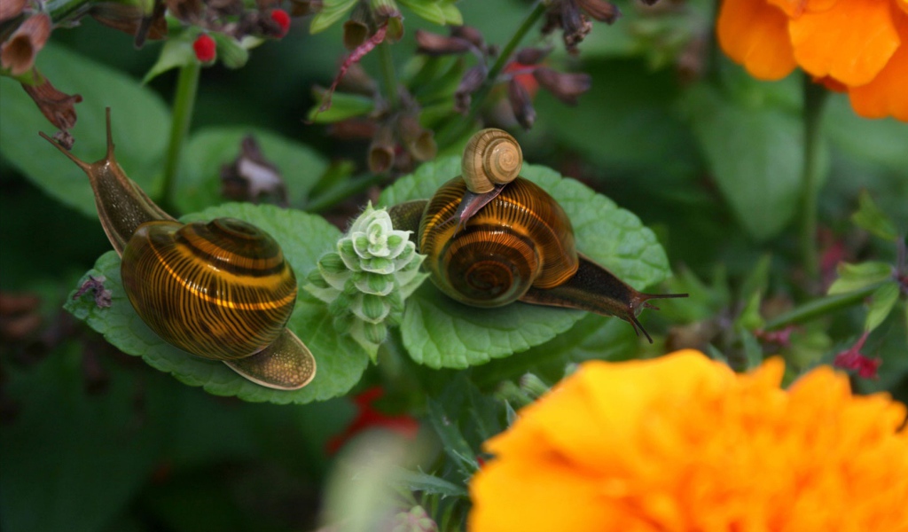 Брачный период улиток
