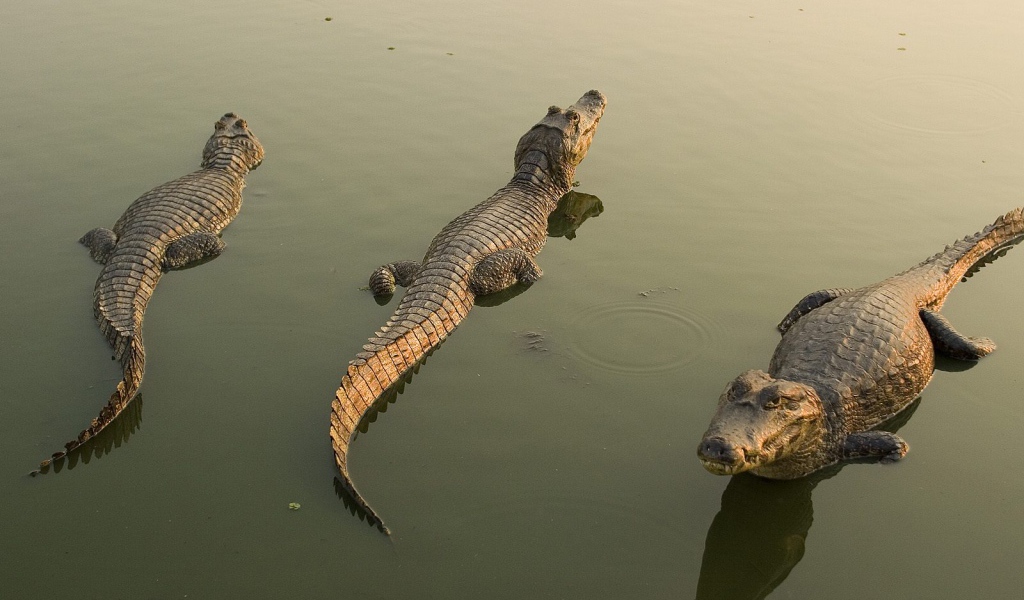 Аллигаторы