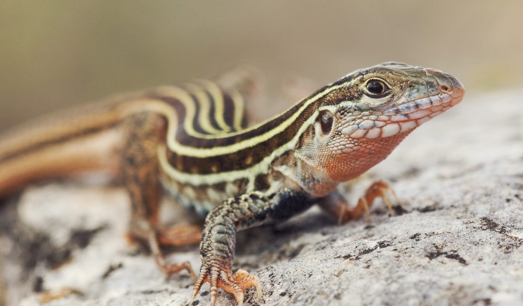 Красивый ящер