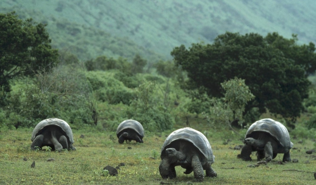 Большие черепахи
