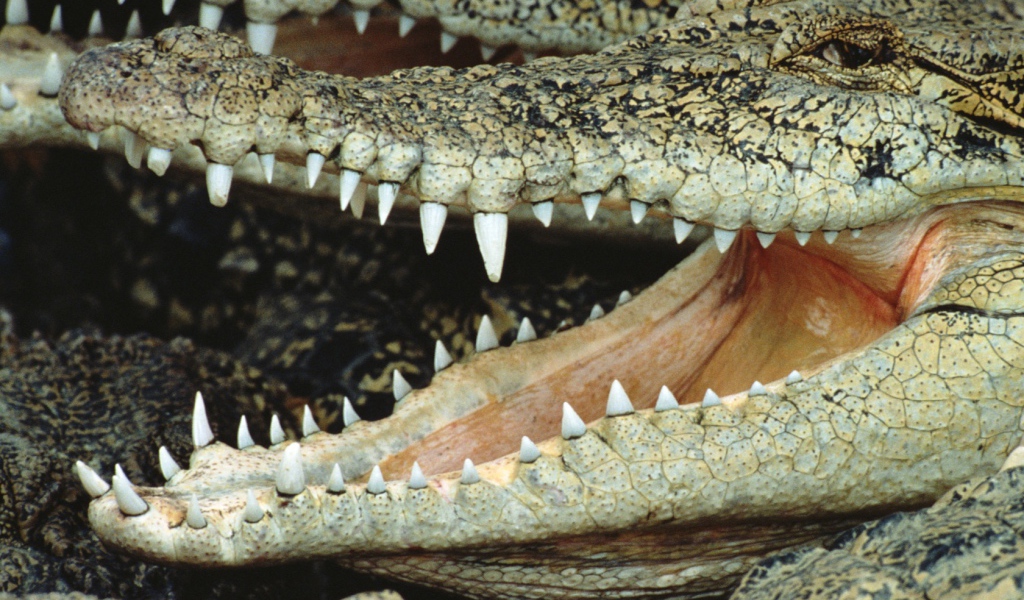 Крокодил
