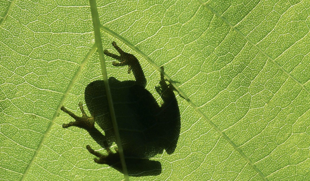 Лягушка на листке