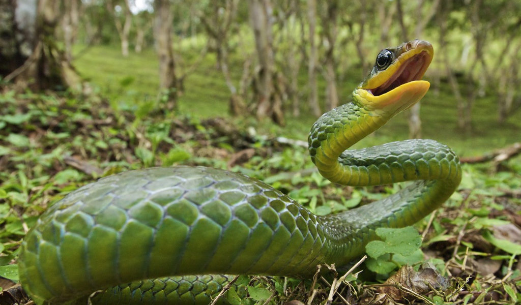 Ядовитая змея