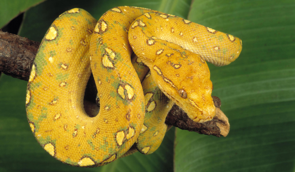 Желтый змей