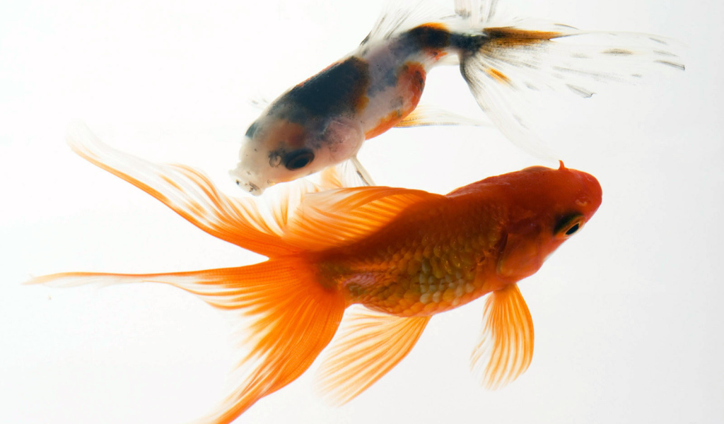 Аквариумные рыбки