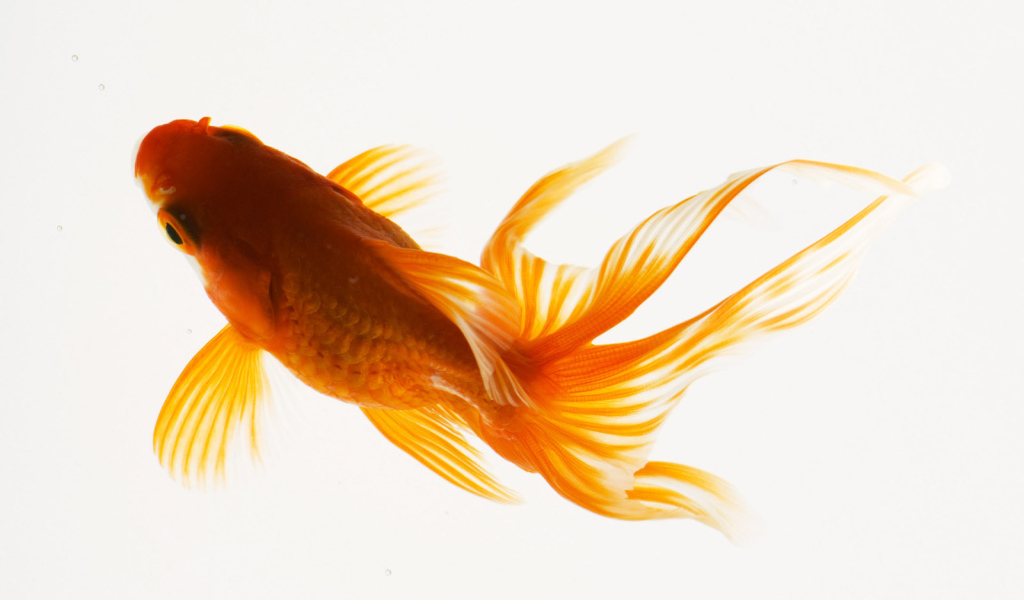 Красивая рыбка