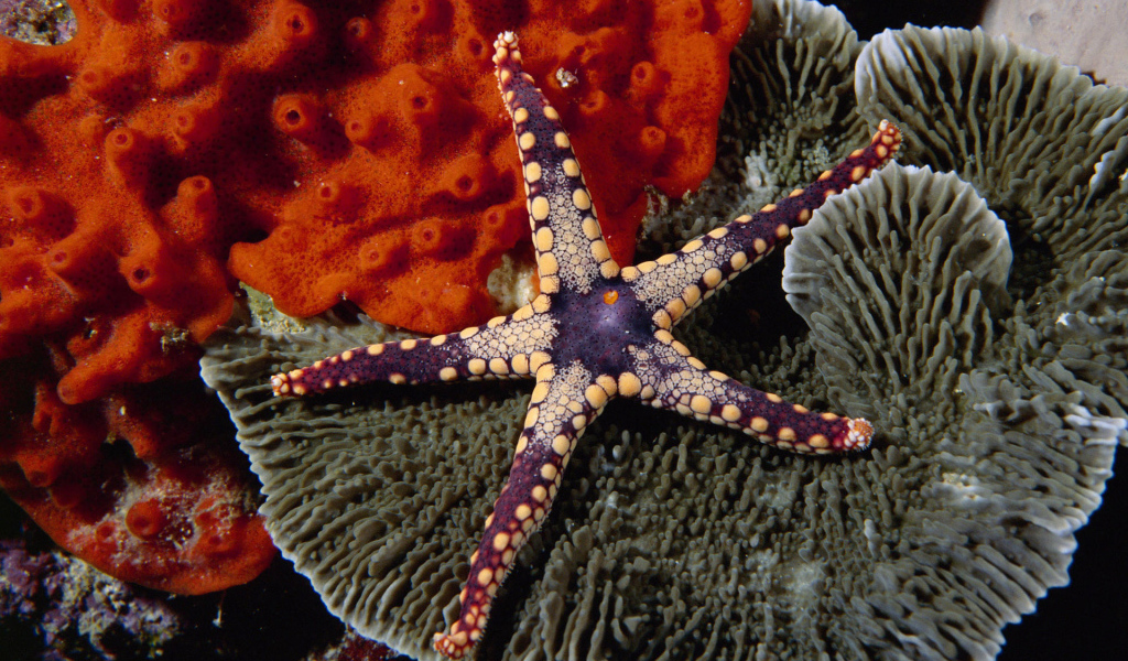 Красивая морская звезда