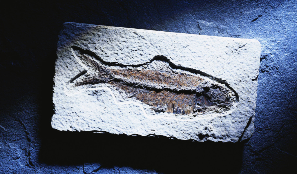 Синяя рыбка