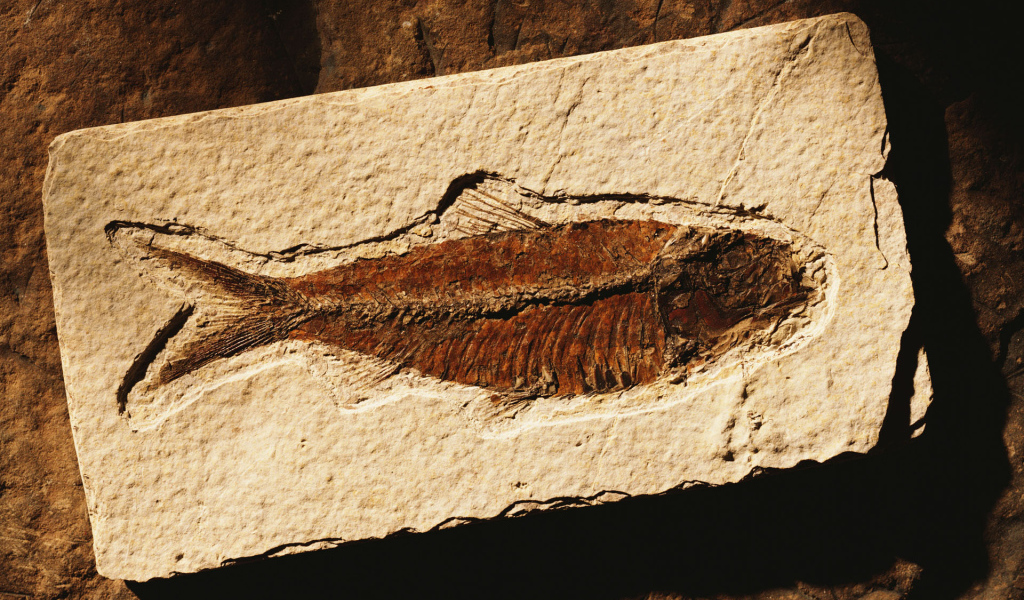 Коричневая рыбка