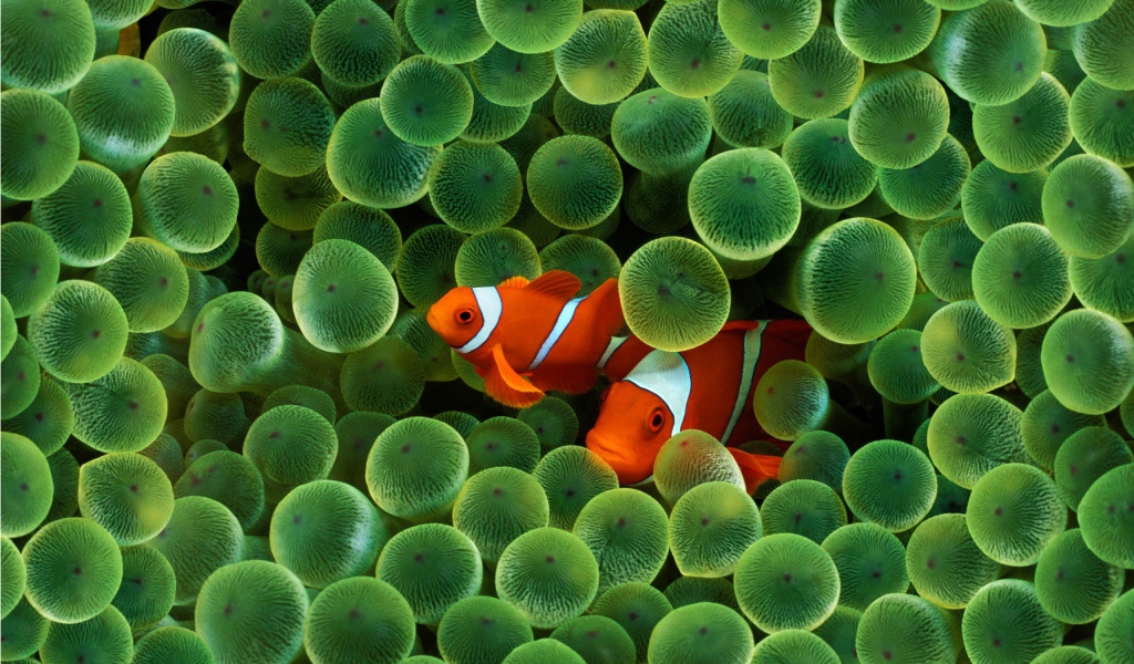 Рыба Клоун Заставка с iPhone