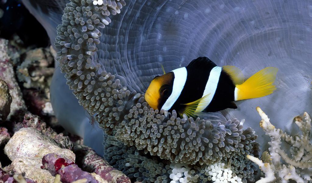 коралловая рыбка