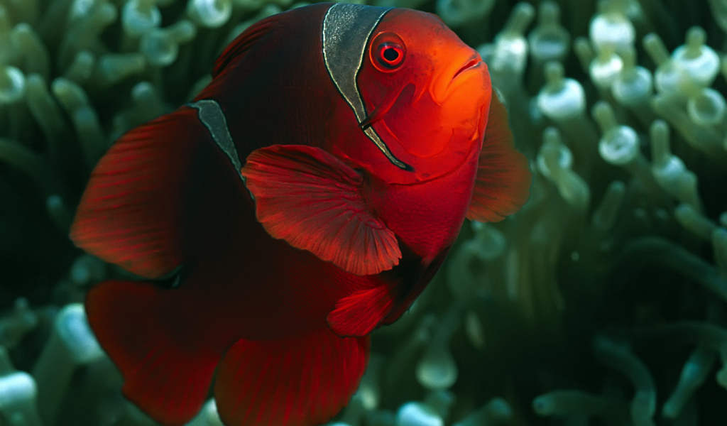 коралловый житель