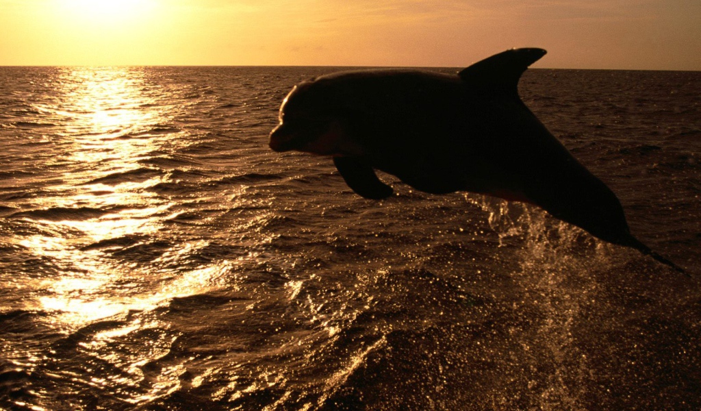 Дельфин на закате
