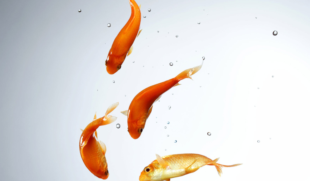 Золотые рыбки