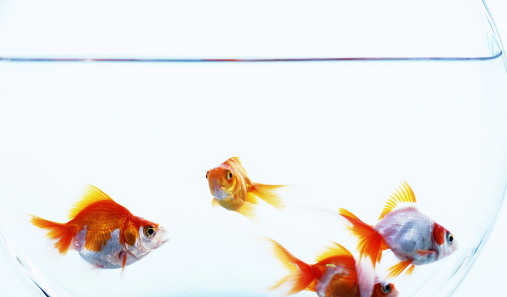 Золотые рыбки в аквариуме