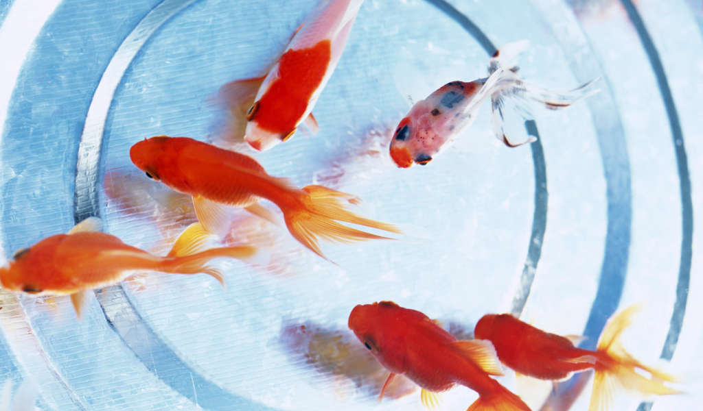 Золотые рыбки на дне аквариума