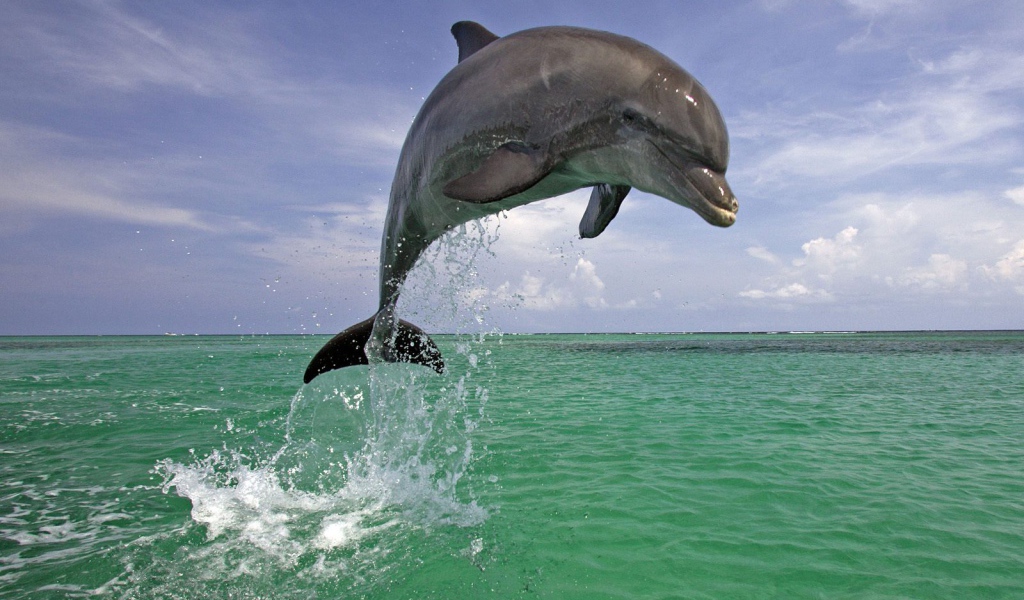 Красавец дельфин
