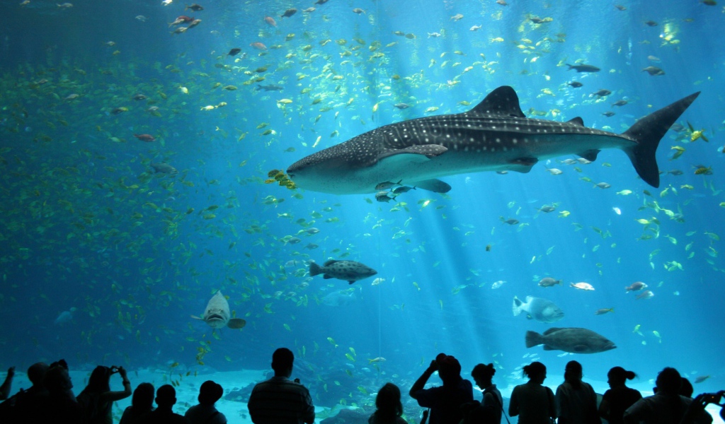Океанариум