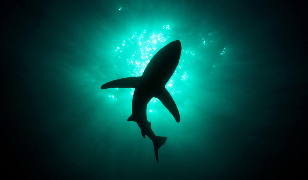 Хищная акула людоед