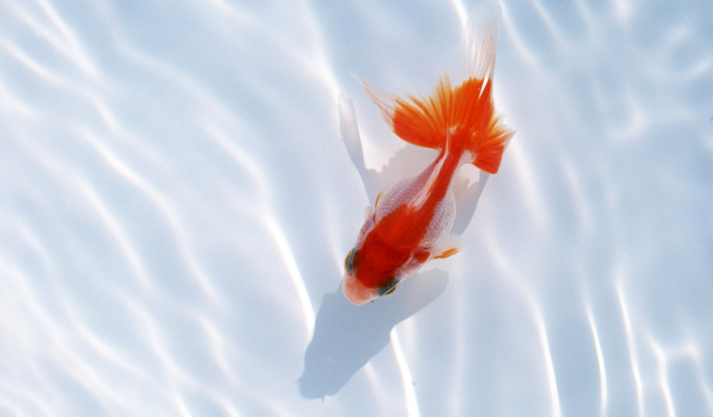 Красная рыбка