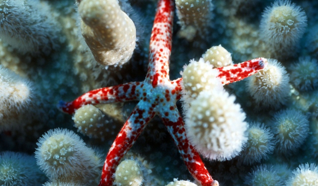 Морская звездочка