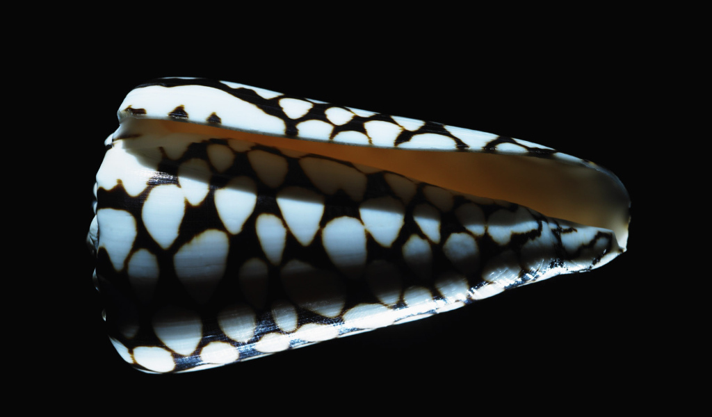 Морская ракушка