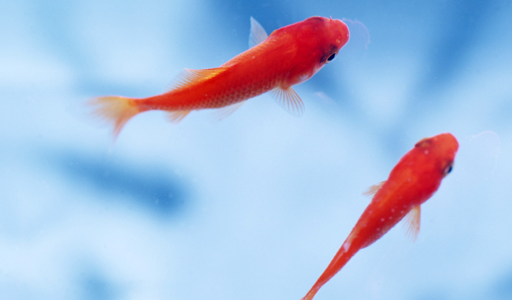 Маленькие рыбки