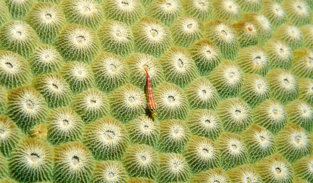 Маленький морской житель